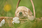 Labradoodle puppy in basket