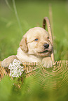 Labradoodle puppy in basket