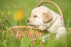 Labradoodle puppy in basket