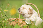 Labradoodle puppy in basket