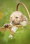 Labradoodle puppy in basket
