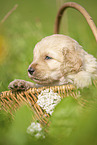 Labradoodle puppy in basket