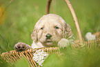 Labradoodle puppy in basket