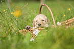 Labradoodle puppy in basket