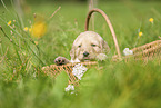 Labradoodle puppy in basket