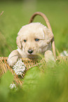 Labradoodle puppy in basket