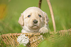 Labradoodle puppy in basket