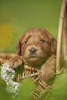 Labradoodle puppy in basket