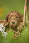 Labradoodle puppy in basket