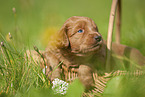 Labradoodle puppy in basket