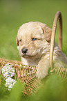 Labradoodle puppy in basket