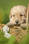 Labradoodle puppy in basket