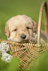 Labradoodle puppy in basket