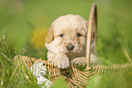 Labradoodle puppy in basket