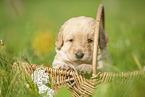 Labradoodle puppy in basket