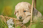 Labradoodle puppy in basket