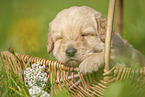 Labradoodle puppy in basket