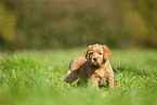 Labradoodle puppy on meadow