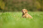 Labradoodle puppy on meadow