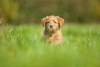 Labradoodle puppy on meadow