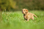 Labradoodle puppy on meadow