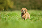 Labradoodle puppy on meadow