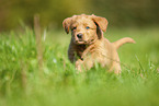 Labradoodle puppy on meadow