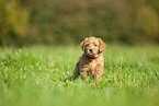 Labradoodle puppy on meadow