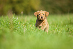 Labradoodle puppy on meadow