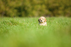 Labradoodle puppy on meadow