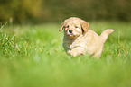 Labradoodle puppy on meadow