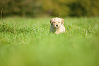 Labradoodle puppy on meadow