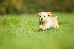 Labradoodle puppy on meadow