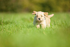 Labradoodle puppy on meadow