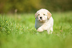 Labradoodle puppy on meadow