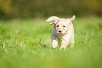 Labradoodle puppy on meadow