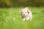 Labradoodle puppy on meadow