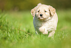Labradoodle puppy on meadow