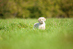 Labradoodle puppy on meadow