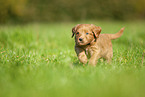 Labradoodle puppy on meadow