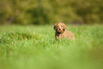 Labradoodle puppy on meadow