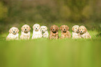 Labradoodles on meadow