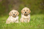 Labradoodles on meadow