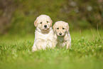 Labradoodles on meadow