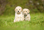 Labradoodles on meadow