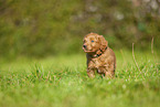 Labradoodle puppy on meadow