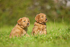 Labradoodles on meadow