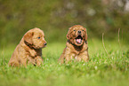 Labradoodles on meadow