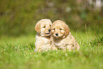 Labradoodles on meadow