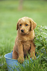 Labradoodle puppy in bucket